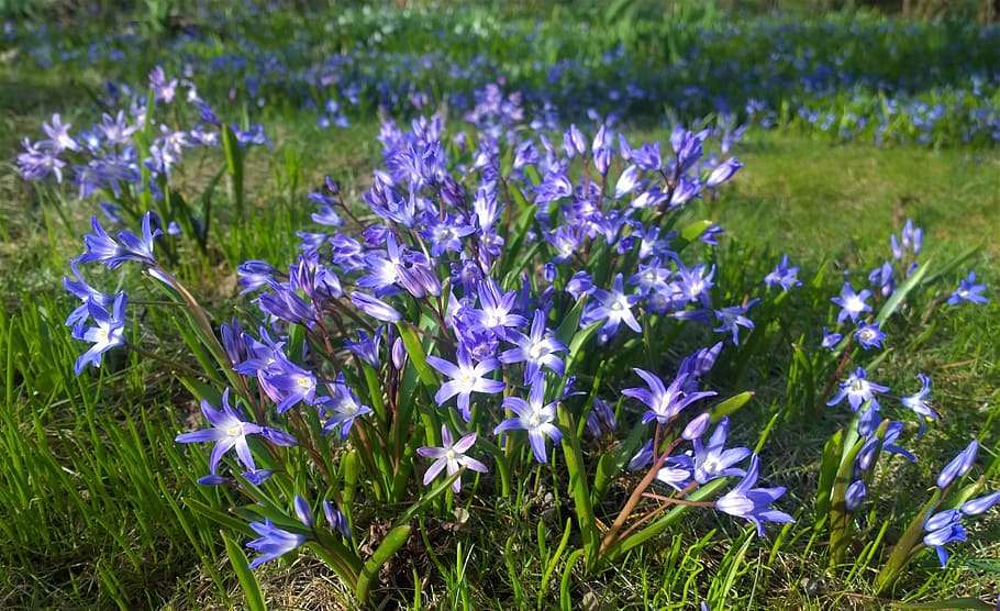 flowers, spring, garden, blomsterplantering, our characters HD wallpaper