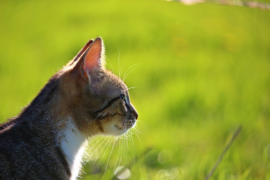 cat, kitten, mackerel, young cat, domestic cat, tiger cat, mieze HD wallpaper