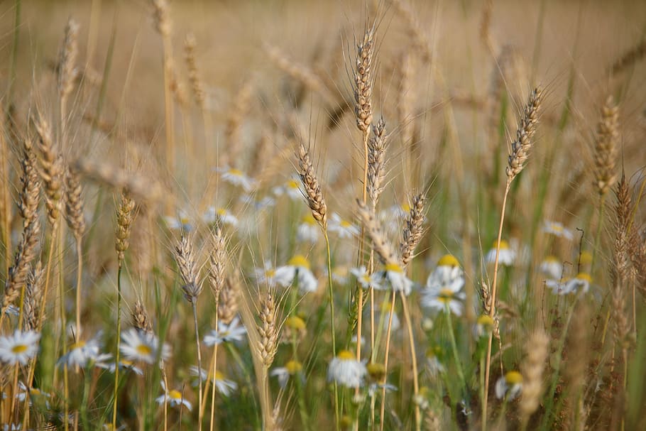 selective focus photography of rice field, wheat, rye, oats HD wallpaper