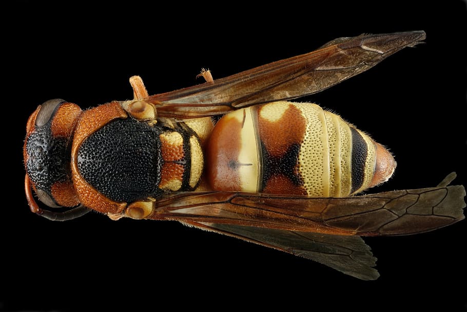 wasp, macro, wildlife, portrait, mounted, nature, wings, vespidae HD wallpaper