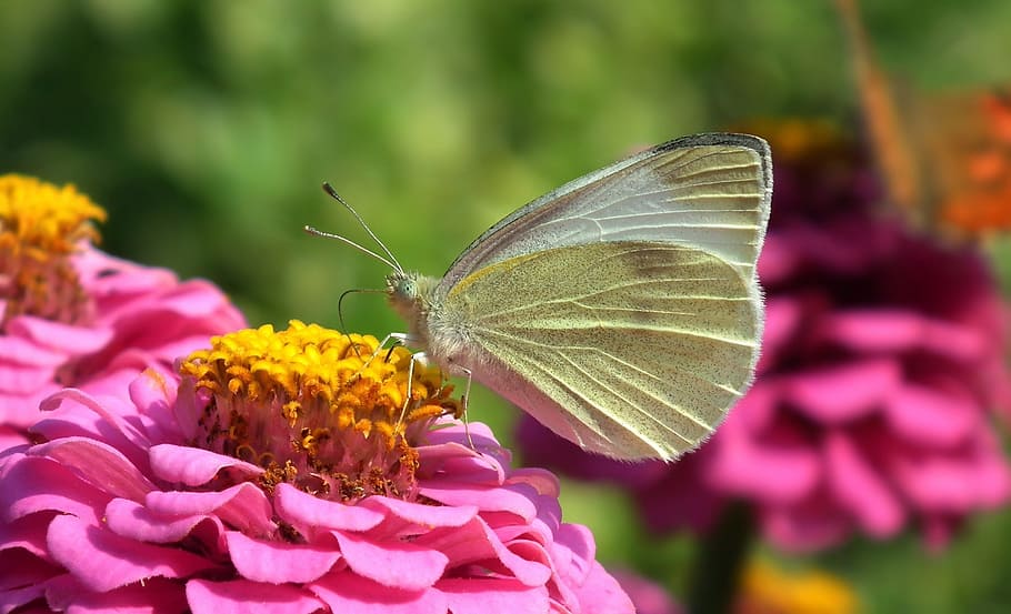 HD wallpaper: white sulfur butterfly on pink flower during daytime ...