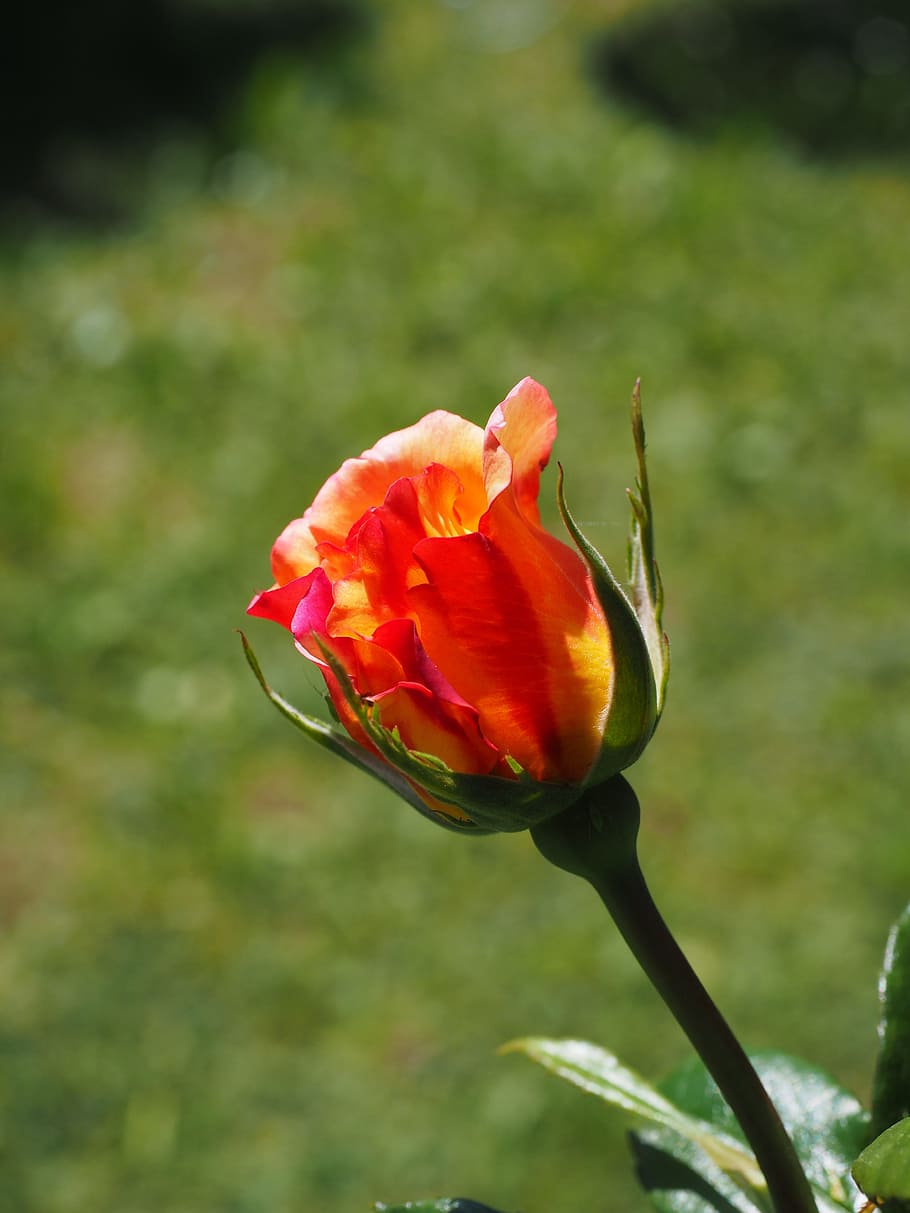 Rose, Red, Yellow, Flower, Blossom, bloom, nature, plant, petal HD wallpaper