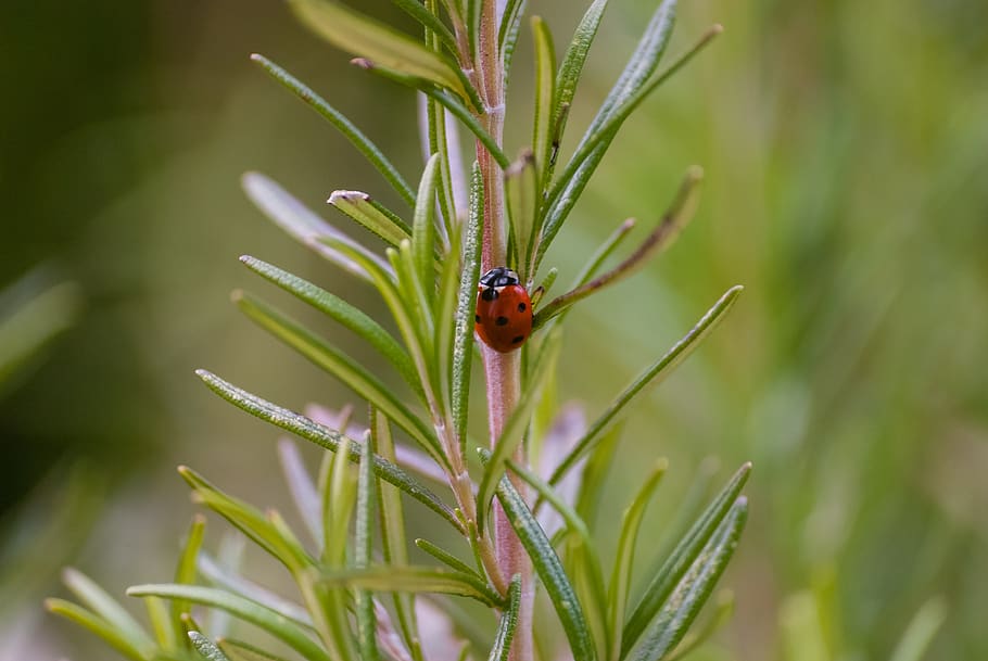 nature, leaf, insect, plant, close up, ladybug, seven, invertebrate HD wallpaper