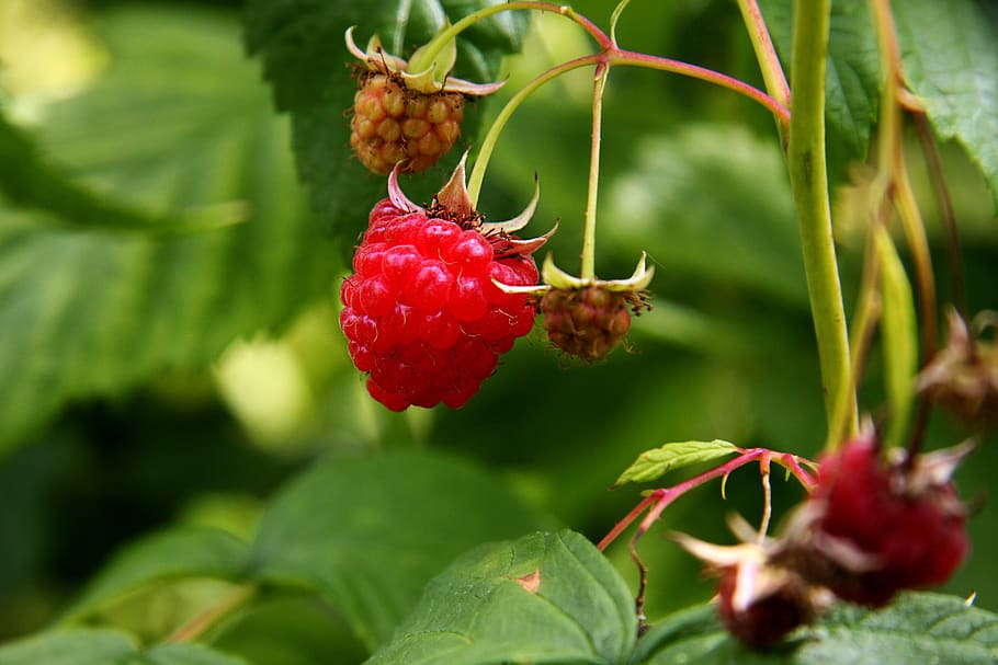raspberry, raspberries, plant, fruit, red, food, ripe, nature HD wallpaper
