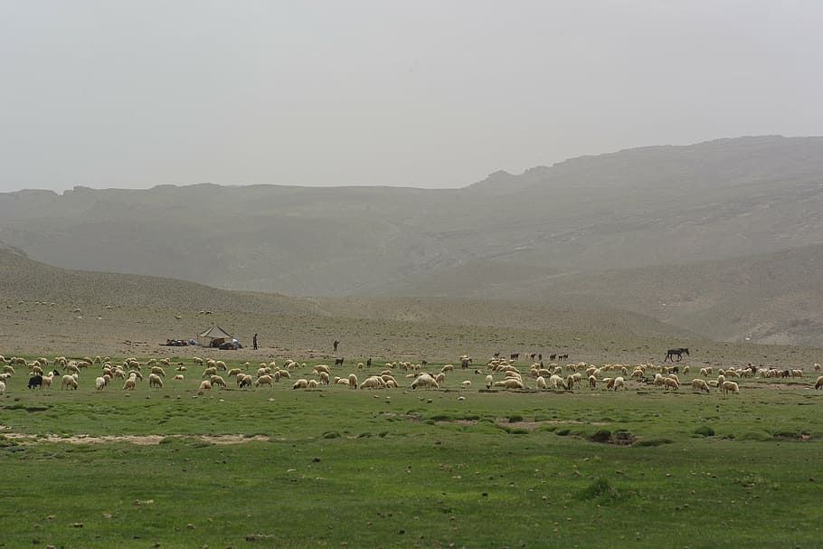 morocco, mountain, sheep, morrocco, desert, nature, landscape HD wallpaper