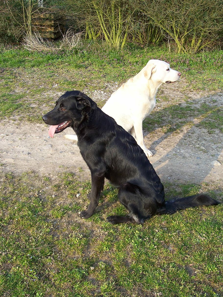 Dogs, Black, White, pets, one animal, domestic animals, animal themes HD wallpaper