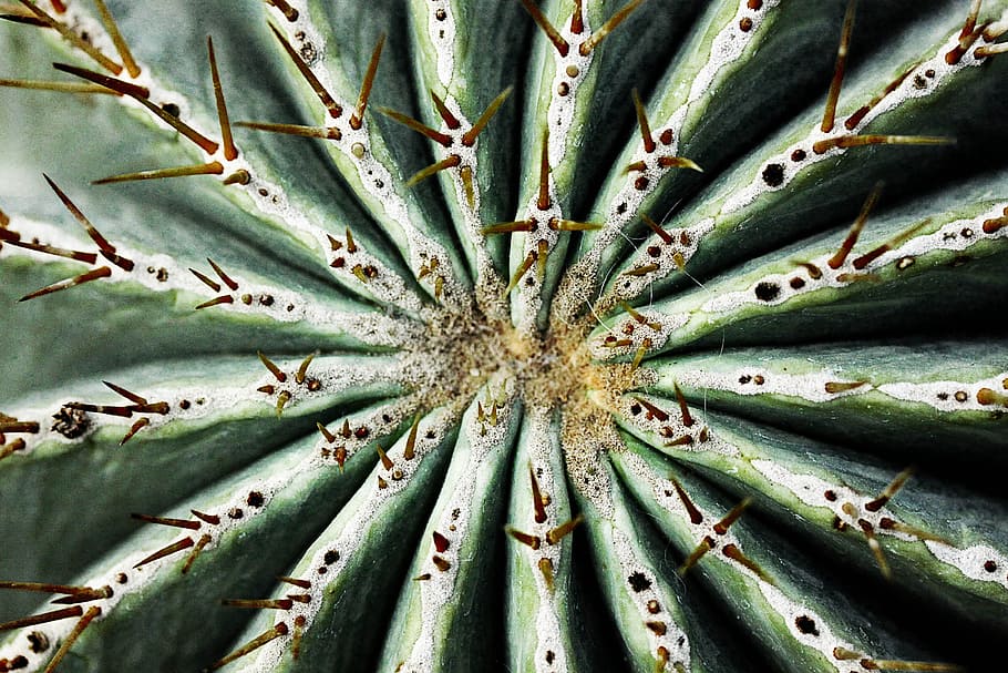 Cactus, Nature, Plant, prickly, sting, thorn, green color, spiked HD wallpaper