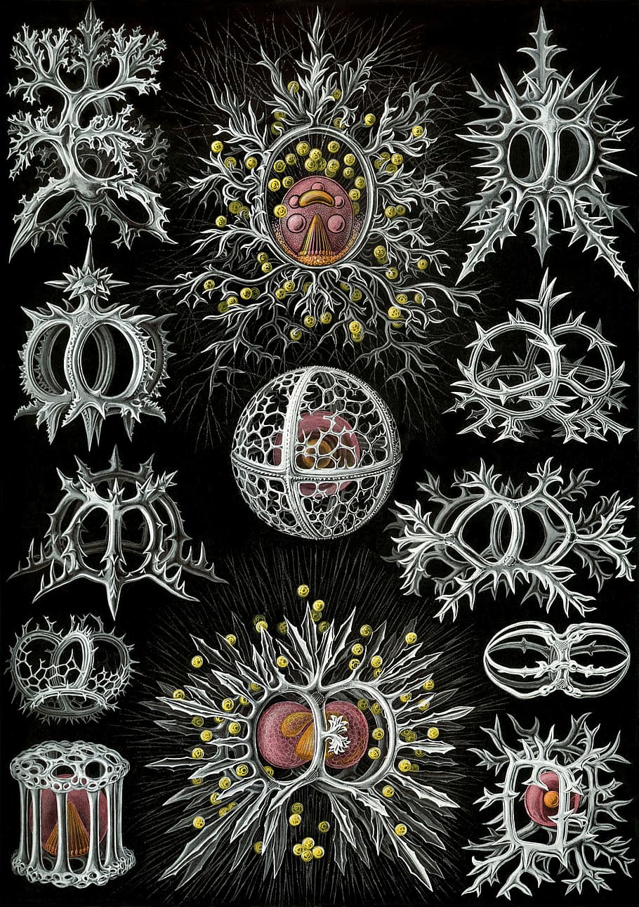 single celled organisms, radiolarians, stephoidea, haeckel, HD wallpaper