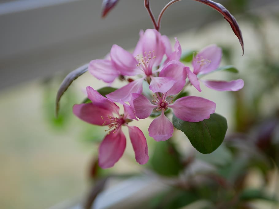 hawthorn, flower, plant, flowering plant, pink color, fragility HD wallpaper