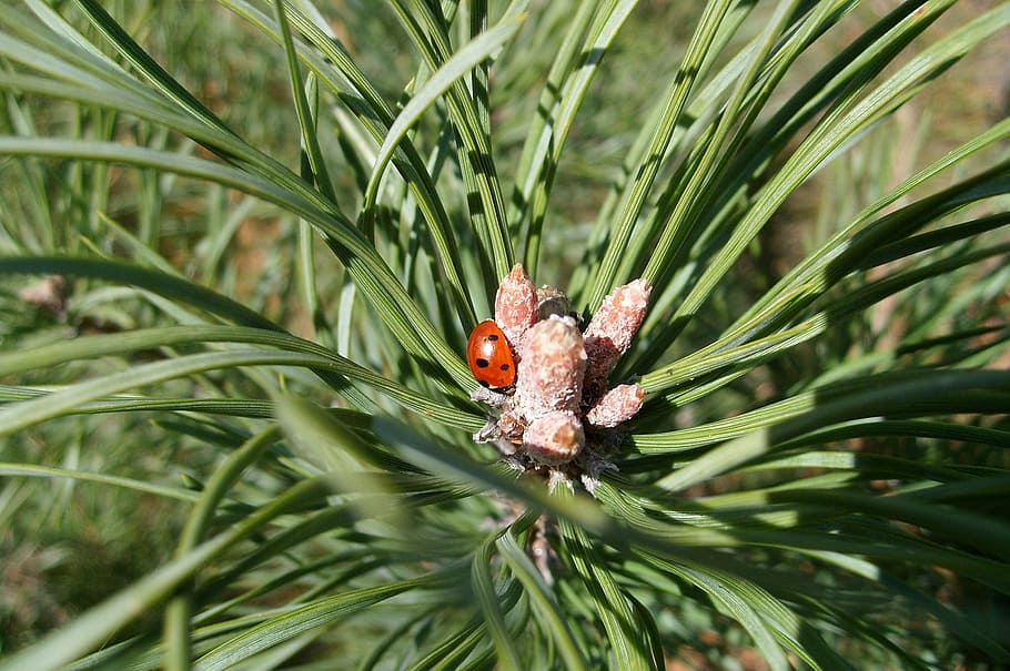 pine, insect, ladybug, needle, forest, nature, green, plant HD wallpaper