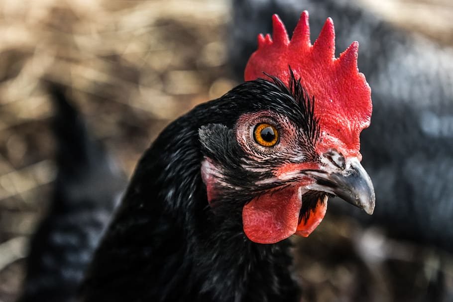 shallow focus photography of black and red rooster, selective focus