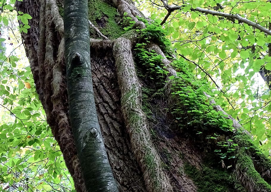forest, tree, shamrocks, klee, nature, tribe, log, old tree HD wallpaper