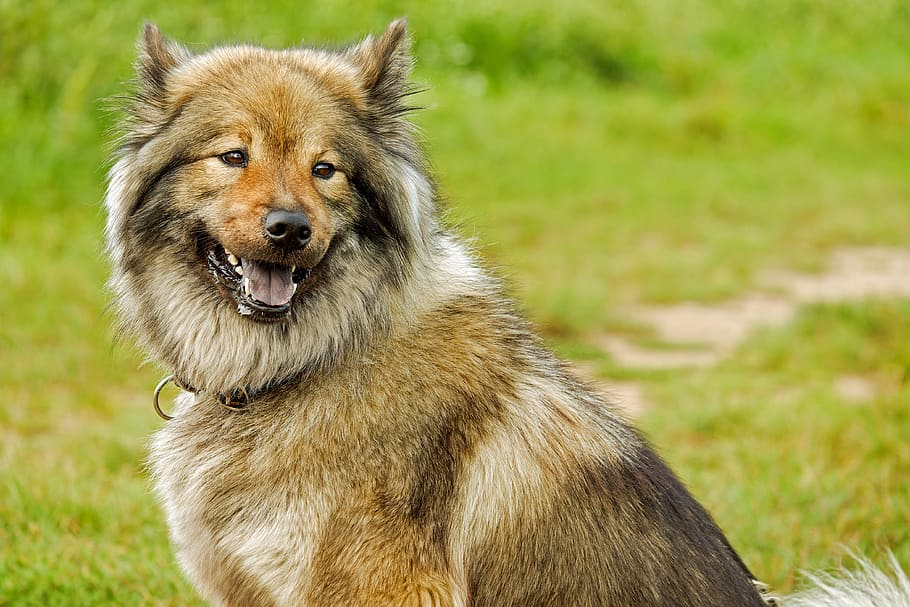 shallow focus photography medium-coated brown dog, eurasians HD wallpaper