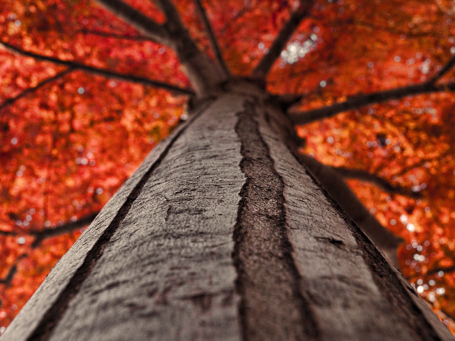 ant's view of maple tree, autumn, nature, fall, forest, wood HD wallpaper