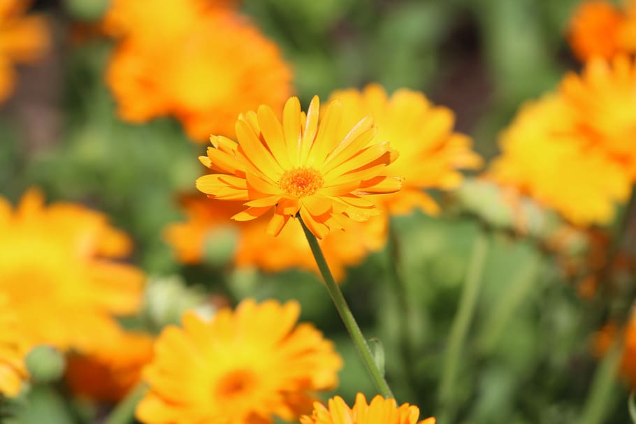 Flower, Orange, Spring, Yellow, orange blossom, petals, nature HD wallpaper