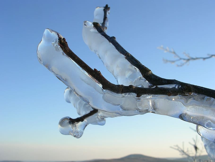 Ice, Iced, Branch, Cold, Coldsnap, Frost, winter, blue, sky HD wallpaper