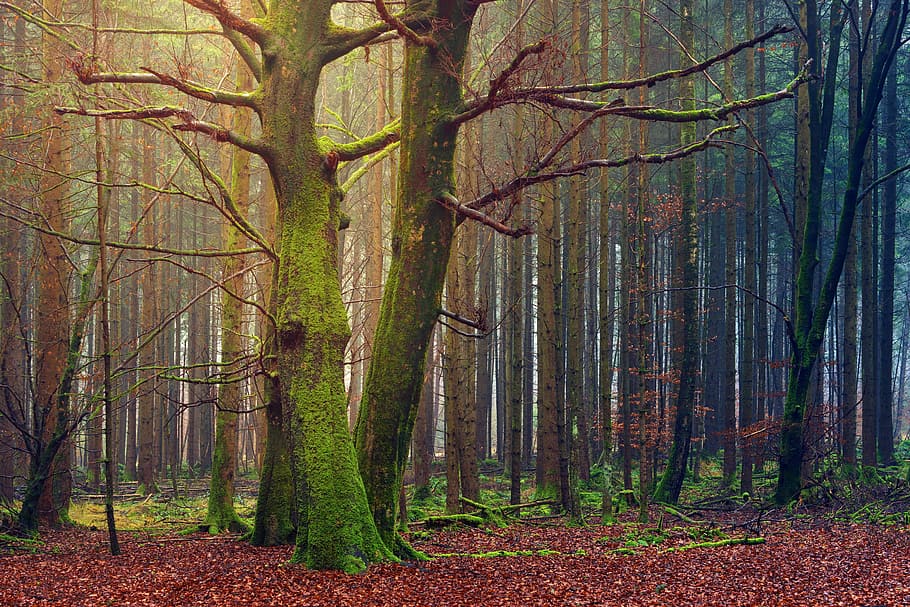 photography of forest during daytime, tree, autumn, wood, leaf HD wallpaper