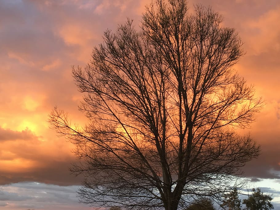 sky, tree, nature, bare tree, winter, sunset, branch, cloud - sky HD wallpaper