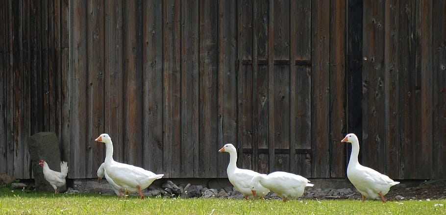 four white ducks, single file, geese theater, yard gate, barn, HD wallpaper