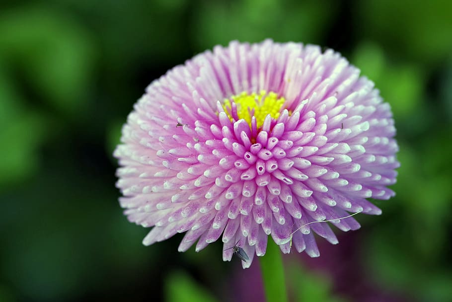 Flower, Violet, Spherical, Asteraceae, plant, minor, the petals HD wallpaper