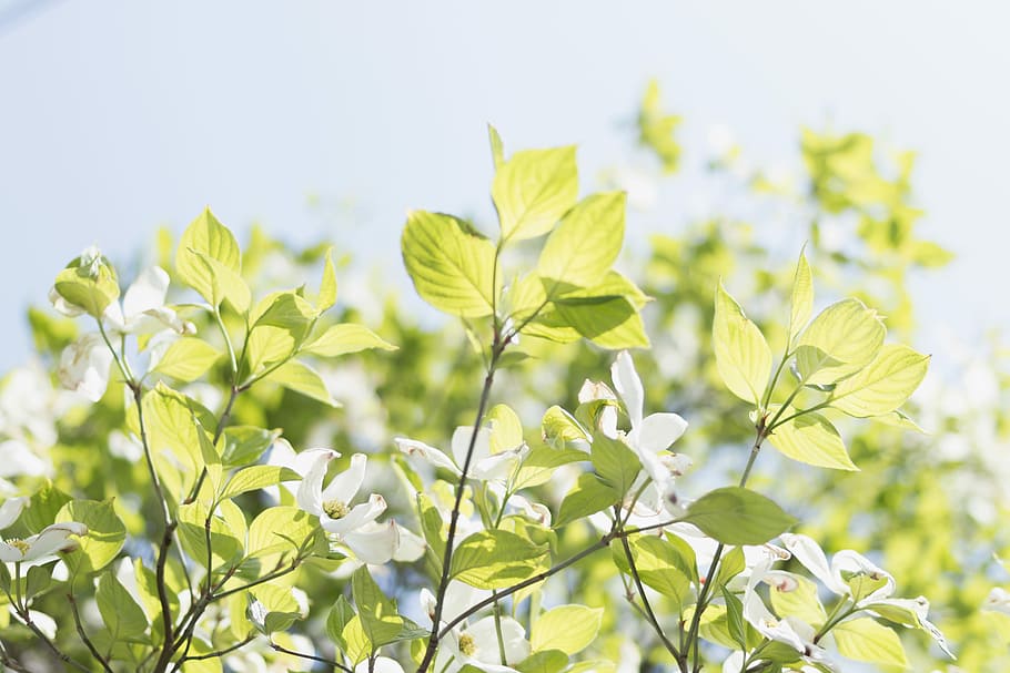 white flowering plant during day time, green leaf plants, fresh HD wallpaper