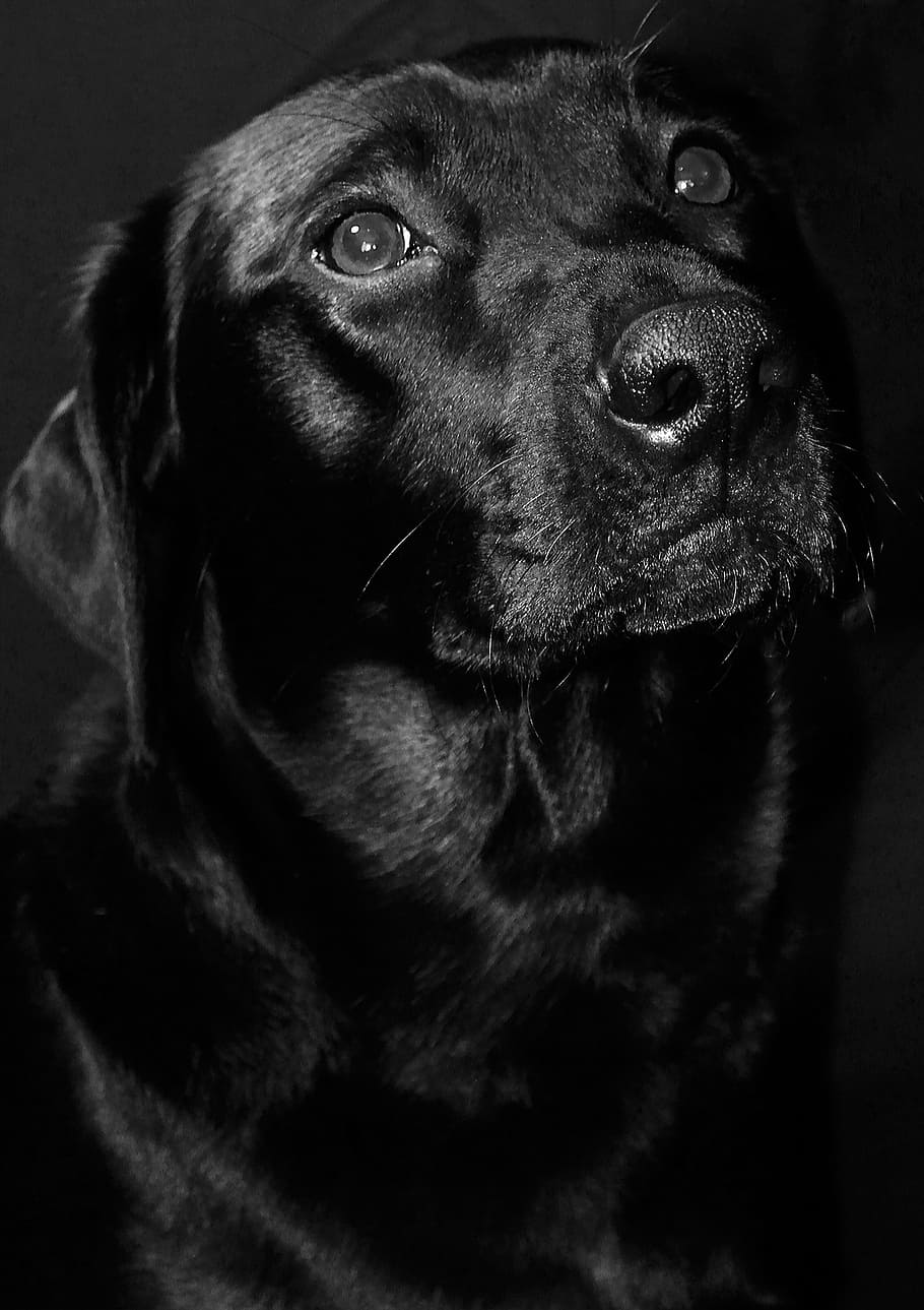 HD wallpaper: adult black Labrador retriever, dog, animal, pet, canine,  breed | Wallpaper Flare