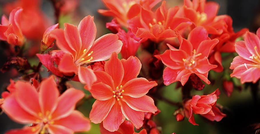 red, orange, pink, green, flower, nature, floral, plant, natural HD wallpaper