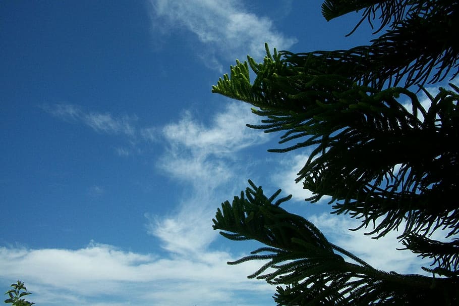 Fir, Pine, Tips, Branch, Green, Sky, cloud, cloud - sky, palm tree HD wallpaper