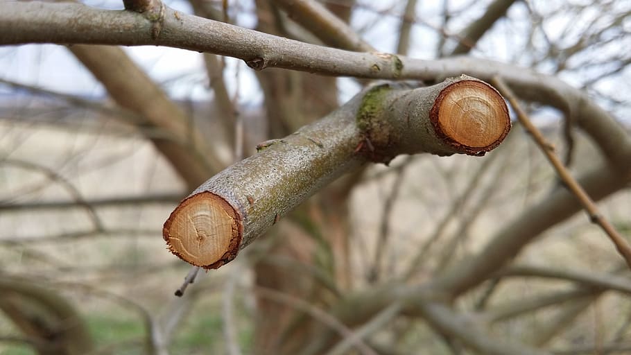 branches, tree, nature, focus on foreground, no people, plant HD wallpaper