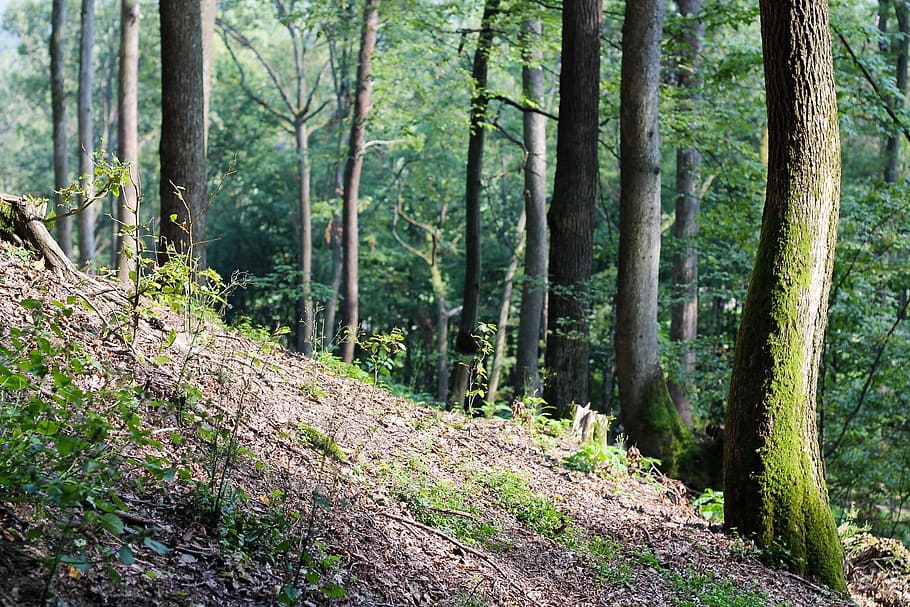 forest, woods, trees, nature, land, plant, woodland, tree trunk HD wallpaper