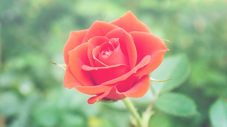 shallow focus photography of red rose, flower, flowering plant HD wallpaper