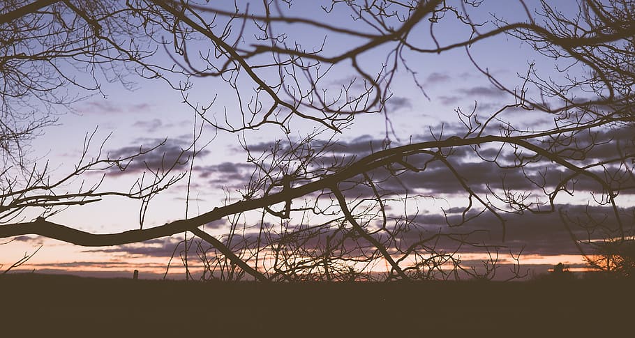 nature, trees, branches, twigs, sky, horizon, clouds, silhouette HD wallpaper