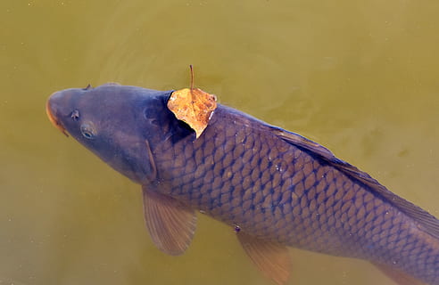 black tilapia, carp, fish, water surface, leaf, leaves, swim HD wallpaper