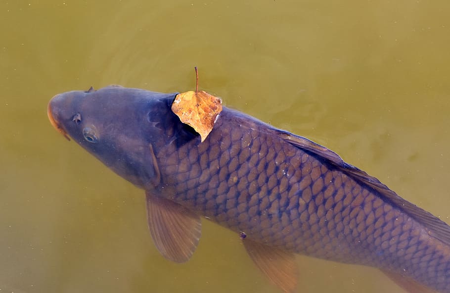 black tilapia, carp, fish, water surface, leaf, leaves, swim HD wallpaper