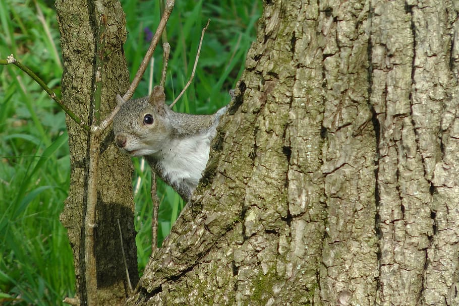 squirrel, tree, trunk, cute, funny, wildlife, nature, rodent HD wallpaper