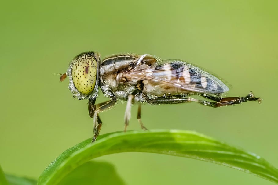 brown and beige insect macro shot photography, fly, animal HD wallpaper