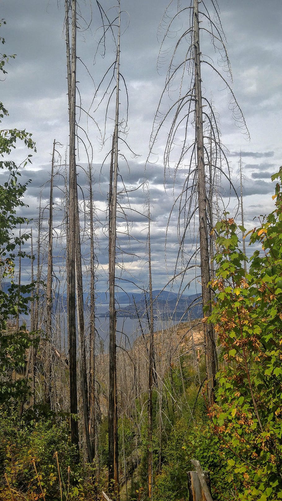 fire, trees, okanagan, lake, plant, sky, cloud - sky, water HD wallpaper