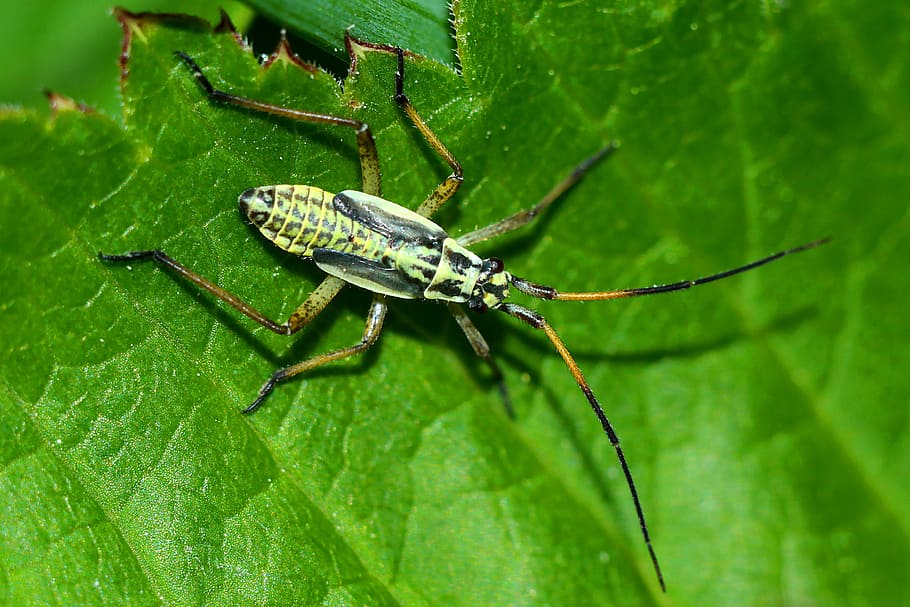 insect, macro, animal themes, animal wildlife, one animal, animals in the wild HD wallpaper