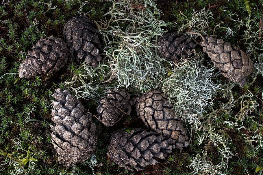 forest, forest floor, tap, pine cones, moss, no people, land HD wallpaper