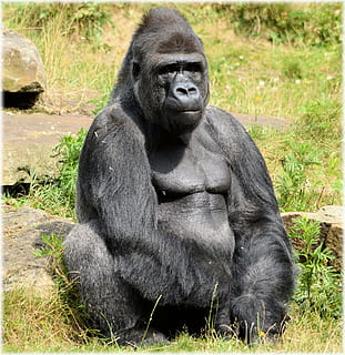 gorilla, zoo, series, monkey, monkeys, holland, amsterdam, animal HD wallpaper