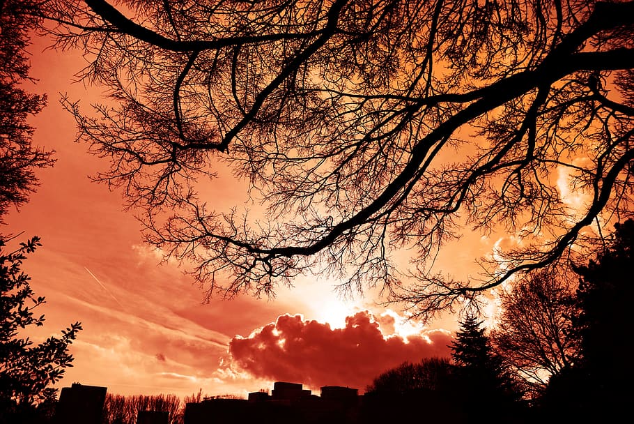 low angle photography of silhouette of trees during golden hour HD wallpaper