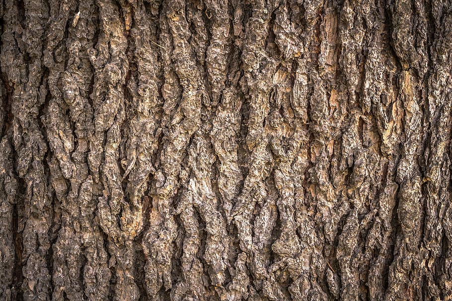 untitled, wood, texture, bark, plants, nature, pattern, surface