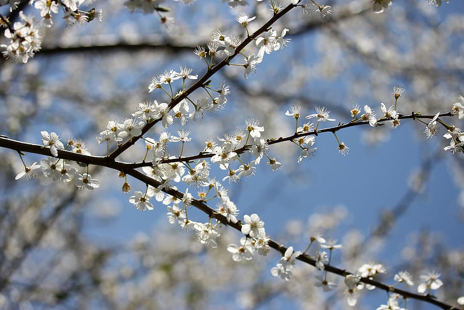 flowers, casey, white, spring, fruit tree, corcodus, sky, blossom HD wallpaper