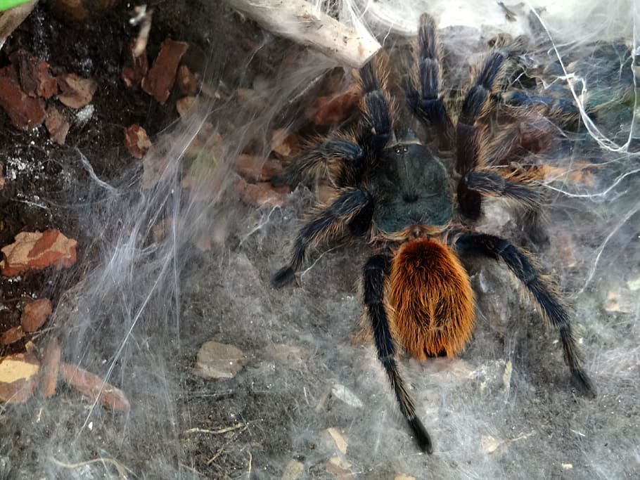aviary blue, insect, predator, spider's web, cobweb, cobweb predator HD wallpaper