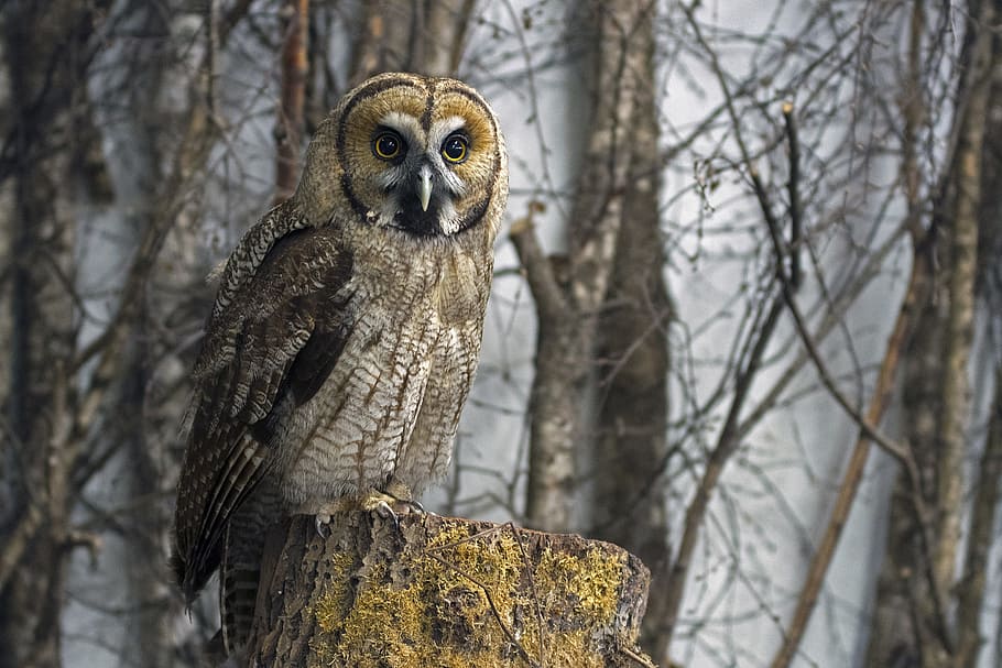 owl perching on tree trunk, great grey owl hybrid, great grey owl-malaienkauz mongrel, HD wallpaper