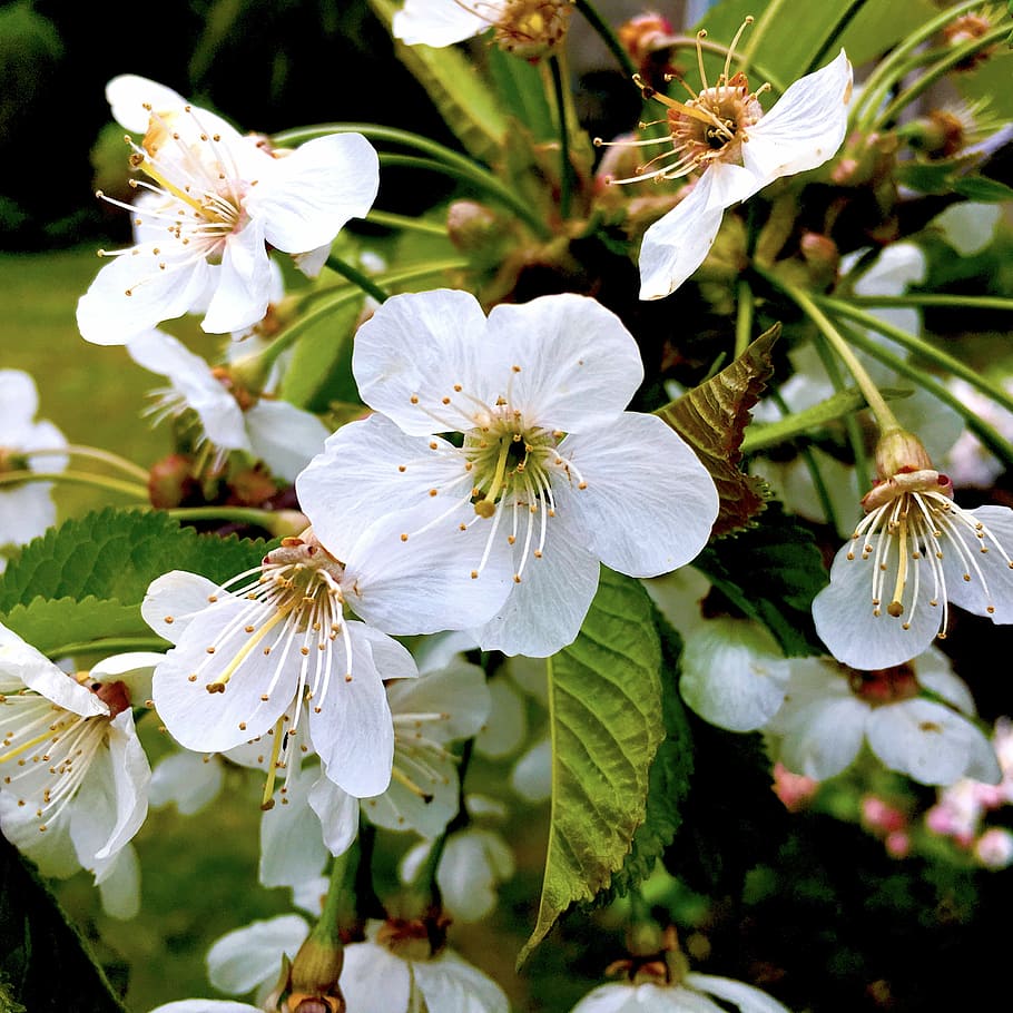 cherry, cherry tree, cherry blossom, spring, buds, flowers HD wallpaper