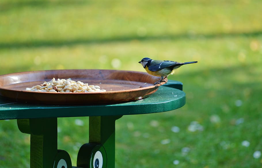 blue tit, bird, foraging, animal, food, garden, nature, wildlife HD wallpaper