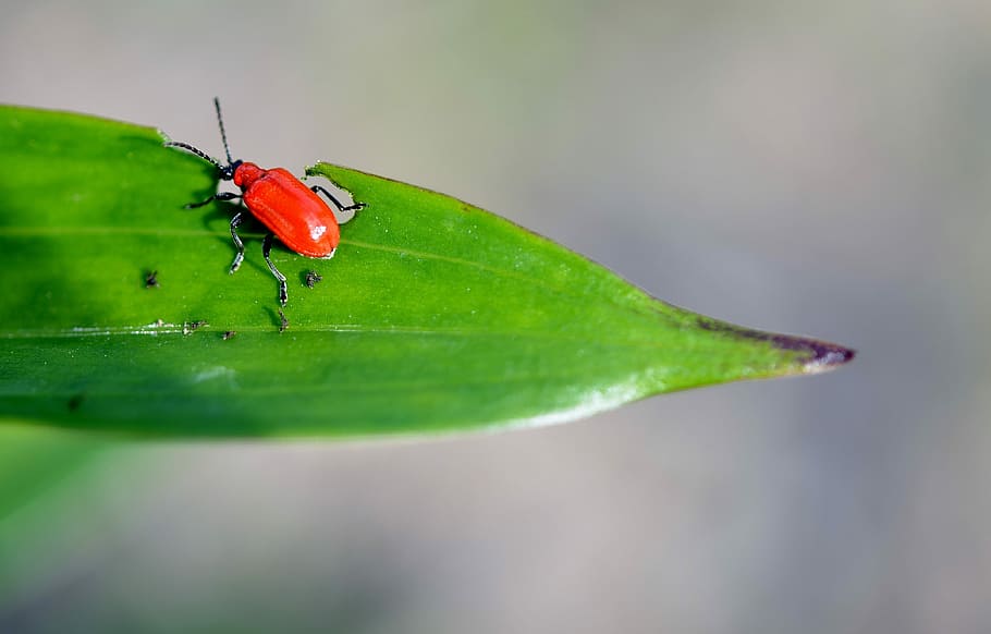 red blister beetle perching on green leaf plant, Rust-Red, Red, Flour, Beetle HD wallpaper