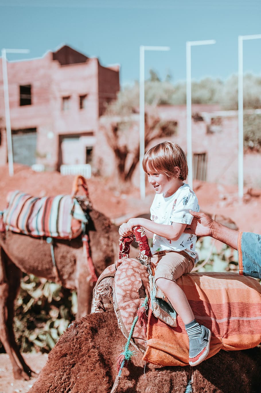 Child riding a camel, boy in white crew-neck shirt riding brown animal HD wallpaper