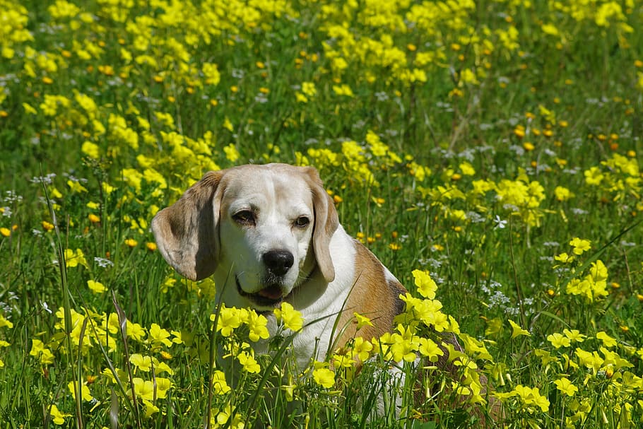 beagle, dog, elderly, snuff, hound, friend, nose, ears, portrait HD wallpaper